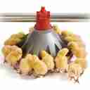 تجهیزات نوین طیور، تولید خرید و فروش تجهیزات مرغداری در قزوین