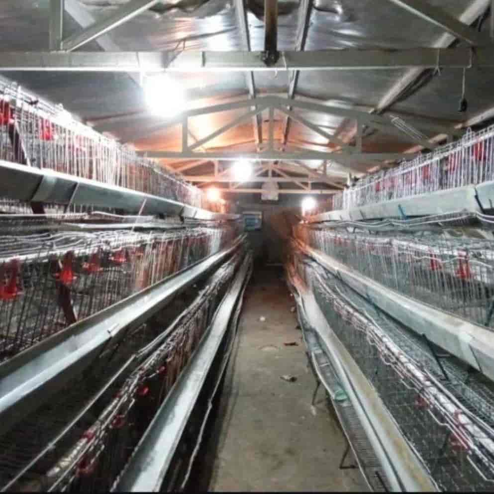 Laying chicken cage