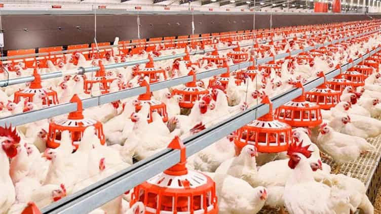 Broyler yetiştiriciliği için en iyi kümes hayvanı ekipmanı
