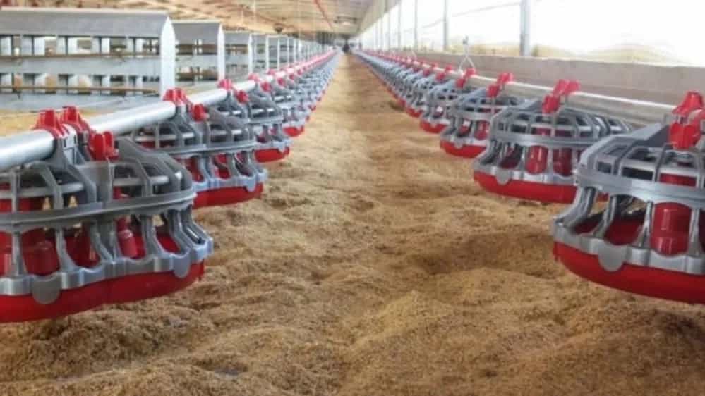 Kazvin'de kümes hayvanı ekipmanı fiyatları
